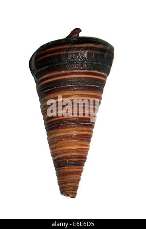 Telescopio Shell (superriduttore) del telescopio del telescopio, un fango Buccino dall'Indo-pacifico W Foto Stock