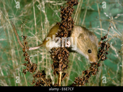 Harvest Mouse - Micromys minutus Foto Stock