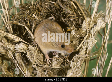 Harvest Mouse - Micromys minutus Foto Stock