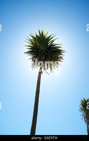 Le palme di fronte al mare sulla spiaggia di Bournemouth Foto Stock