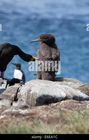 Black shag phalacrocorax aristotelis preening pulcino, farne Islamnds, Northumberland, England, Regno Unito Foto Stock