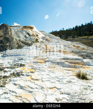 Terrazze di travertino a molla tavolozza, Mammoth Hot Springs, il Parco Nazionale di Yellowstone, Wyoming USA Foto Stock