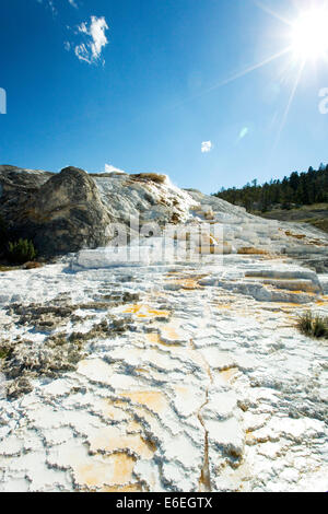 Terrazze di travertino a molla tavolozza, Mammoth Hot Springs, il Parco Nazionale di Yellowstone, Wyoming USA Foto Stock