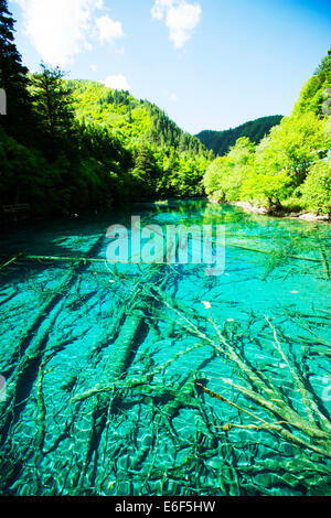 Juizhaigou lago con la foresta sommersa. Foto Stock