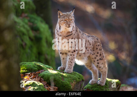 Lince euroasiatica Eurasischer Luchs Lynx lynx Foto Stock