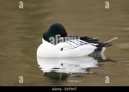 Comune di Goldeneye Bucephala clangula schellente Foto Stock