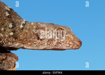 Ritratto di un bibron gecko (Pachydactylus bibronii), Deserto Kalahari, Sud Africa Foto Stock