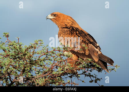 Bruno eagle (Aquila rapax) appollaiato su un albero, il Kalahari, Sud Africa Foto Stock