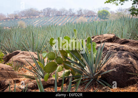 Ficodindia e agave blu cactus vicino a Tequila, Jalisco, Messico. Foto Stock