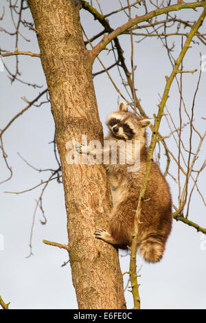 North American raccoon procione lotor Waschbaer Foto Stock