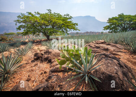 Ficodindia e agave blu cactus vicino a Tequila, Jalisco, Messico. Foto Stock