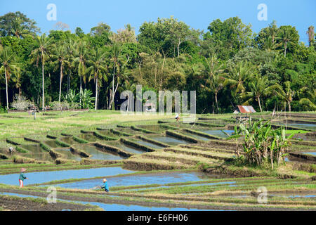 Gli agricoltori in terrazze di riso Pererenan Bali Indonesia Foto Stock