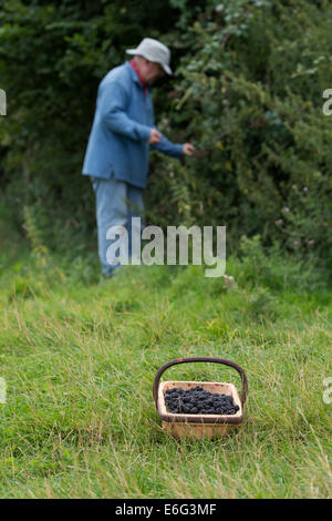 Man Picking more in un cestello nella campagna inglese Foto Stock