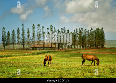 Cavalli al pascolo in pascolo con fienile e stalla al Koele e cuocere i pini. Lanai, Hawaii. Foto Stock