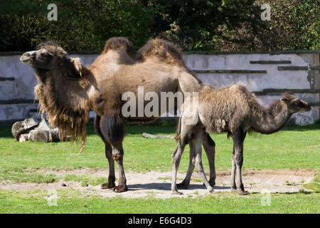 Due-humped camel in un paddock Camelus dromedario Foto Stock
