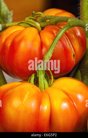 Grandi maturi e succosa bistecca di manzo pomodori nel giardino di casa Foto Stock