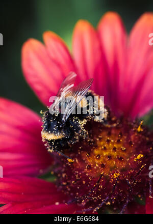 Bumblebee coperti di polline su Gaillardia Arizona sfumature rosse Foto Stock