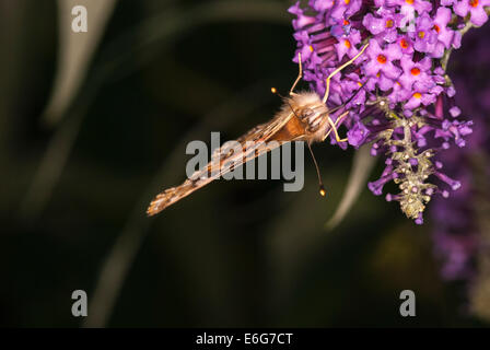 Un primo piano di una piccola tartaruga Butterfly, Aglais urticae, alimentazione su un Buddleia flower. Foto Stock