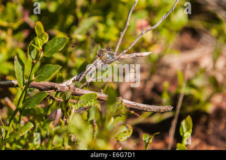 Una femmina nera Darter Dragonfly, Sympetrum danae, crogiolandosi al sole. Foto Stock