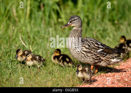 Una femmina di Mallard Duck con una covata di nuovo le ochette Foto Stock