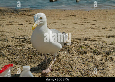 Seagull assillo lucertole da mare in corrispondenza del gigante spiaggia di collo nel Connecticut Foto Stock