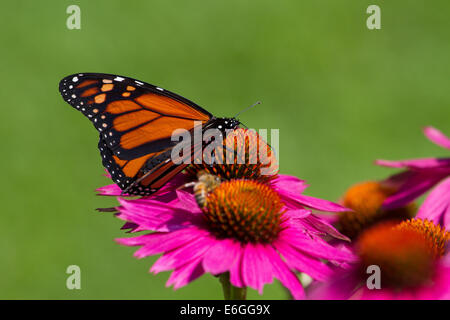 Farfalla monarca alimentando il nettare da un fiore di echinacea Foto Stock