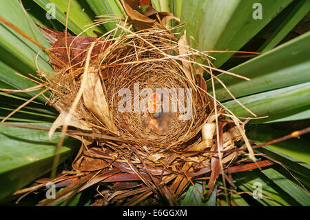 Nido di uccelli in un pandanus con due bimbi affamati di minore Kiskadee flycatcher Foto Stock