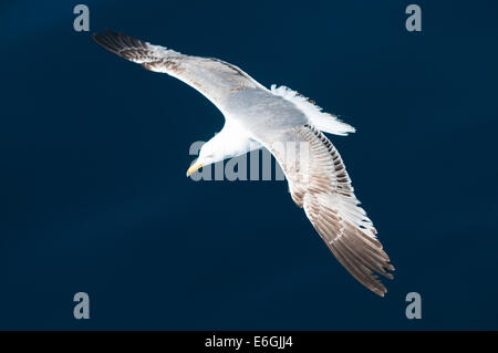 Seagull volare al di sopra del mare Foto Stock