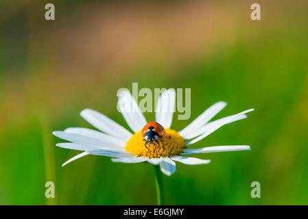 Ladybug siede su un bellissimo daisy in un campo Foto Stock