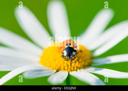 Macro coccinella sulla camomilla inizio mattina di sole Foto Stock