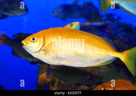 Chiazzato spinefoot (Siganus fuscescens) in Giappone Foto Stock