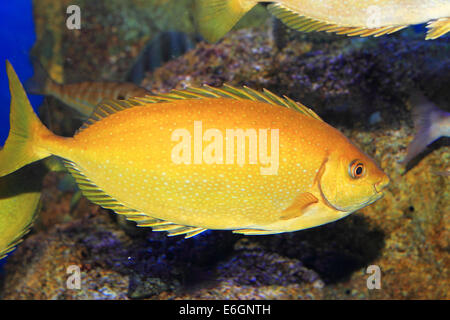 Chiazzato spinefoot (Siganus fuscescens) in Giappone Foto Stock