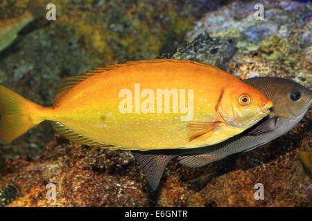 Chiazzato spinefoot (Siganus fuscescens) in Giappone Foto Stock