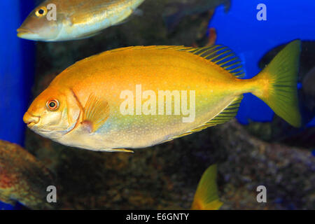 Chiazzato spinefoot (Siganus fuscescens) in Giappone Foto Stock