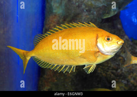 Chiazzato spinefoot (Siganus fuscescens) in Giappone Foto Stock