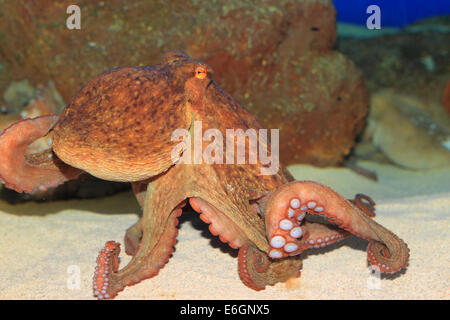 Polpo (Octopus vulgaris) in Giappone Foto Stock