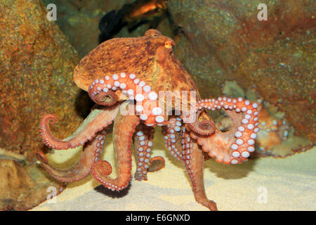 Polpo (Octopus vulgaris) in Giappone Foto Stock