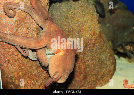 Polpo (Octopus vulgaris) in Giappone Foto Stock