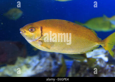 Chiazzato spinefoot (Siganus fuscescens) in Giappone Foto Stock