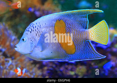 Halfmoon angelfish (Pomacanthus maculosus) Foto Stock