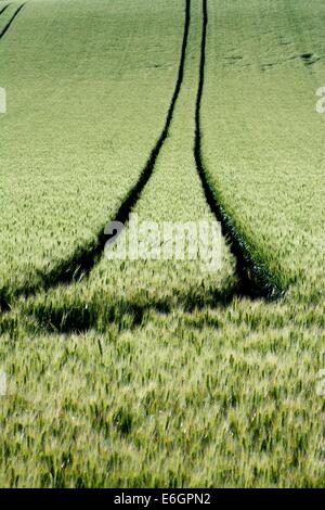 Le tracce del pneumatico in un campo di grano. Limagne. Puy de Dome, Auvergne. La Francia. L'Europa. Foto Stock