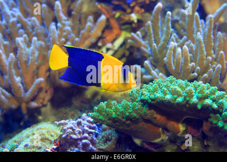 Bicolor angelfish (Centropyge bicolor) Foto Stock