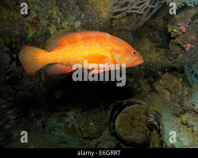 Vermiglio Rock Cod all'interno di un relitto in Lhaviyani Atoll Maldive Foto Stock