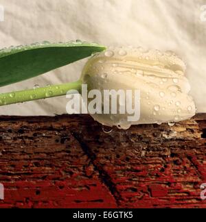 Tulipano bianco su una targhetta rossa. Foto Stock