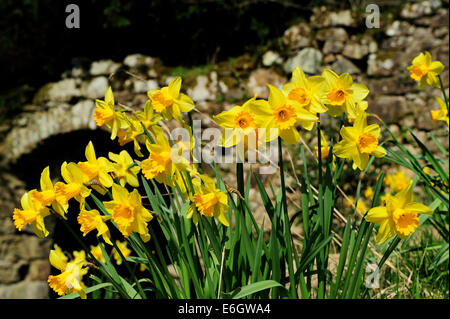 Giunchiglie in motivi di Chillingham Castle, Northumberland, Inghilterra Foto Stock