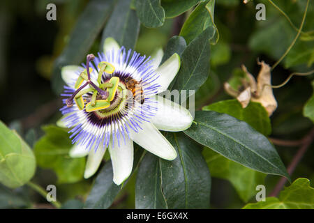 Bee seduta su Blu fiore della passione (Passiflora) Foto Stock