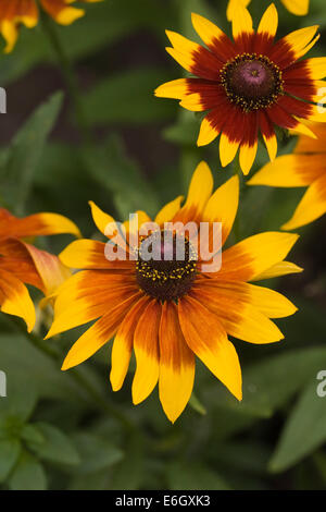 Rudbeckia hirta. Coneflower crescono in un confine erbacee. Foto Stock