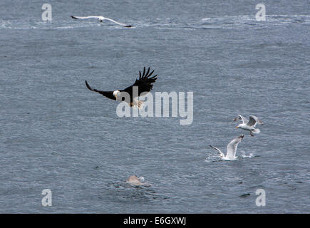 Un American Eagle combattendo contro una guarnizione di tenuta e gabbiani vicino al punto di ritiro nel faro Auke Bay nei pressi di Juneau, in Alaska Foto Stock