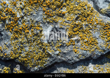 Mare arancione Lichen (Caloplaca marina) crescono sulle rocce costiere Slapton Ley NNR Devon Regno Unito Europa Agosto Foto Stock