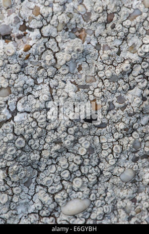 Ochrolechia rotula licheni crescono su parete ricoperta in calcestruzzo con ciottoli Slapton Ley Devon Regno Unito Europa Foto Stock